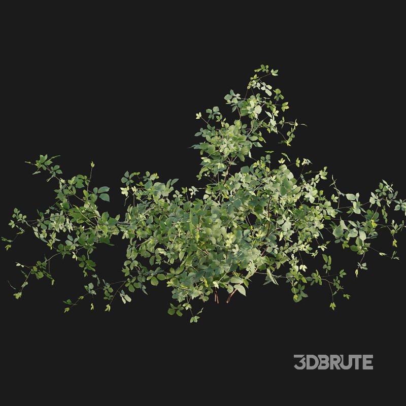 Rubus fruticosus – Blackberry 02 Image 3