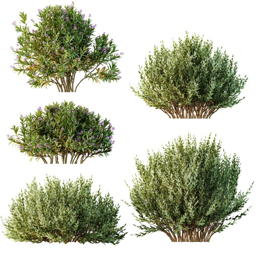 AV adjective bush Nerium Oleander Laurier Kaner Rose Pink and Montra Olive Bush