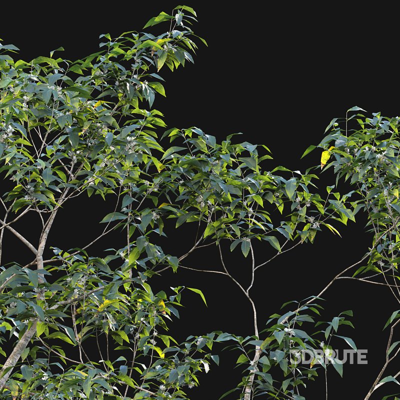 Osmanthus fragrans 02 Image 3