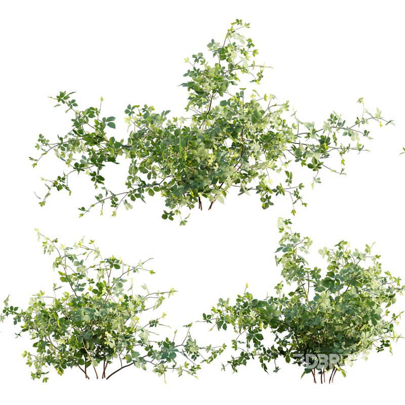 Rubus fruticosus – Blackberry 02 Image 1