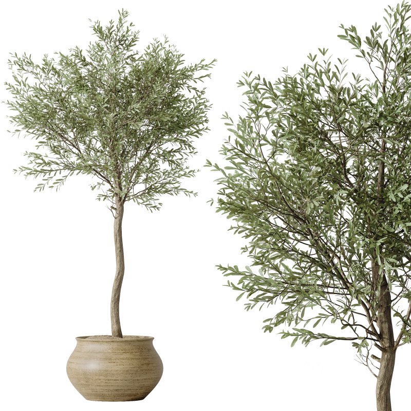 AV Indoor plants set 181 Alocasia Elefantenohr Wentii and Briful Pachira Aquatica Grand Artificiel and Olive Elegant Mission Image 3