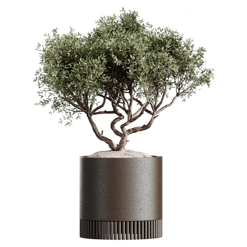 AV Indoor plants set 178 Mission Arbequina Olive and Ravenala Banana and Dracaena Lemon Lime Cane Dragon Image 4