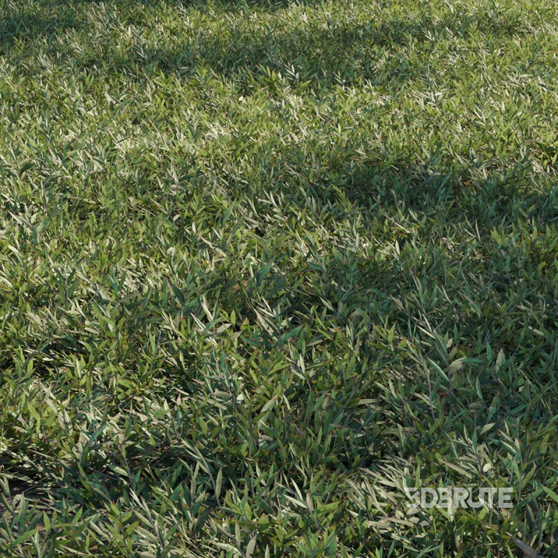 Chrysopogon aciculatus 03 Image 2