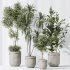 AV Indoor plants set 187 Mission Kalamata Arbequina Olive and Lemon Lime Cane Dragon and Ficus Microcarpa Moclame - Thumbnail 8