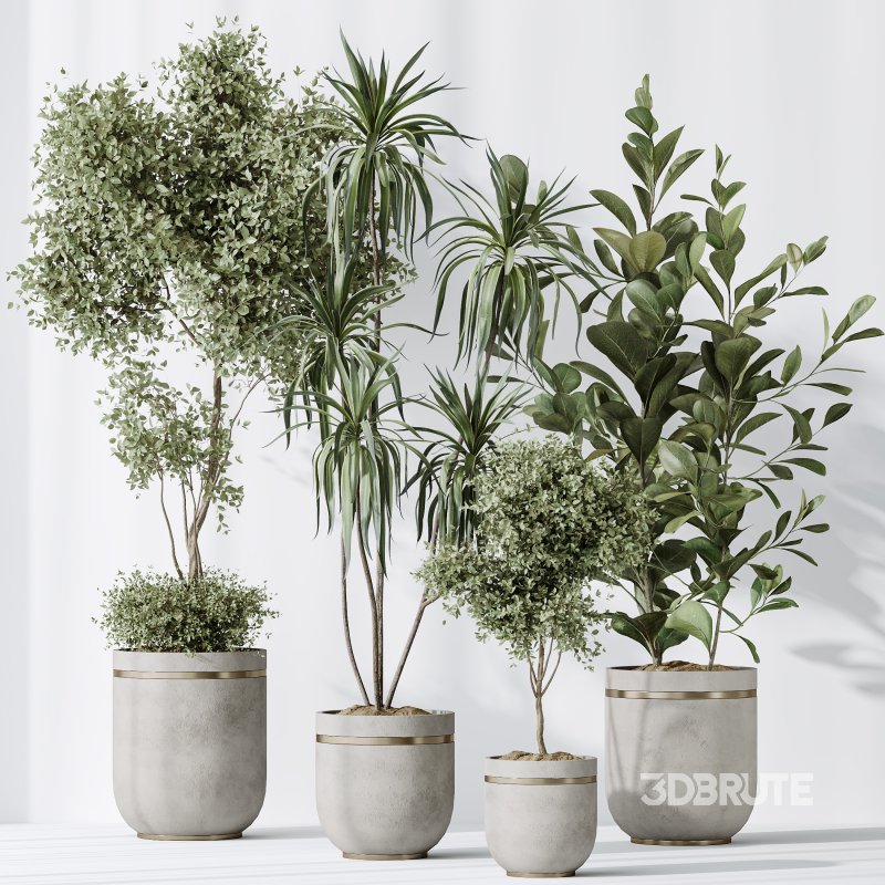 AV Indoor plants set 187 Mission Kalamata Arbequina Olive and Lemon Lime Cane Dragon and Ficus Microcarpa Moclame Image 8