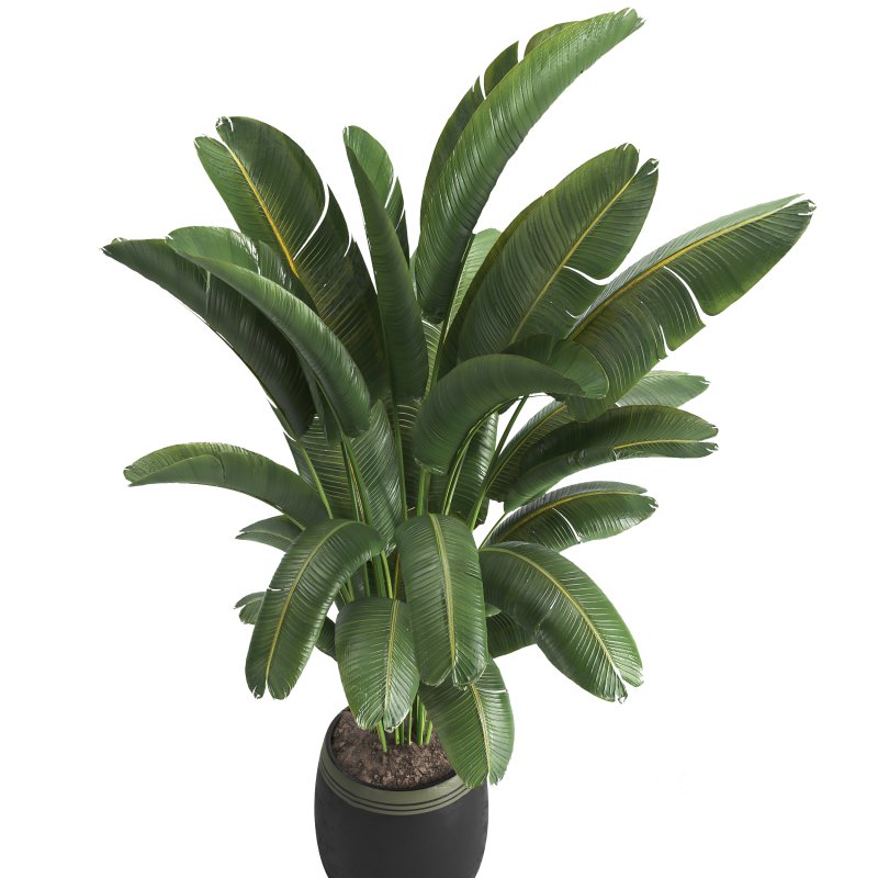 Indoor plant 03 Image 4