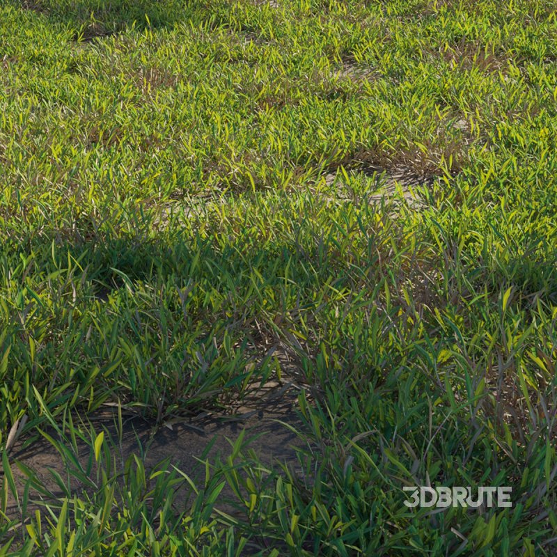 Cynodon dactylon – cut 01 Image 2