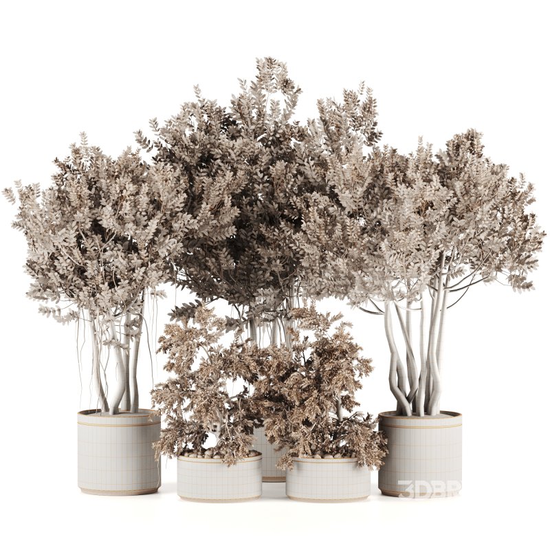 Indoor plants-Pot and tree set167 Image 2