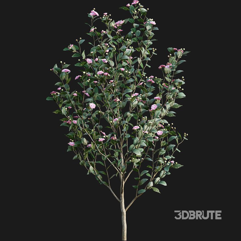 Camellia japonica – Japanese camellia 02 Image 2