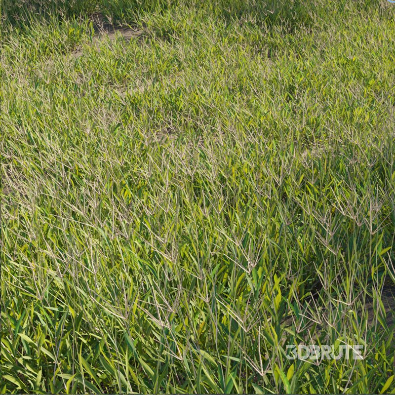 Cynodon dactylon – set 02 Image 1