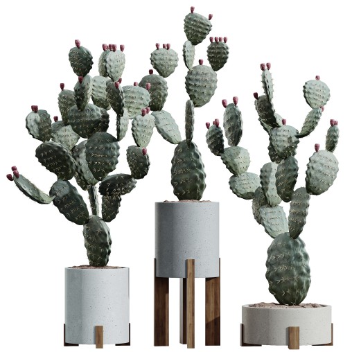 AV HousePlants Cactus Opuntia Tree
