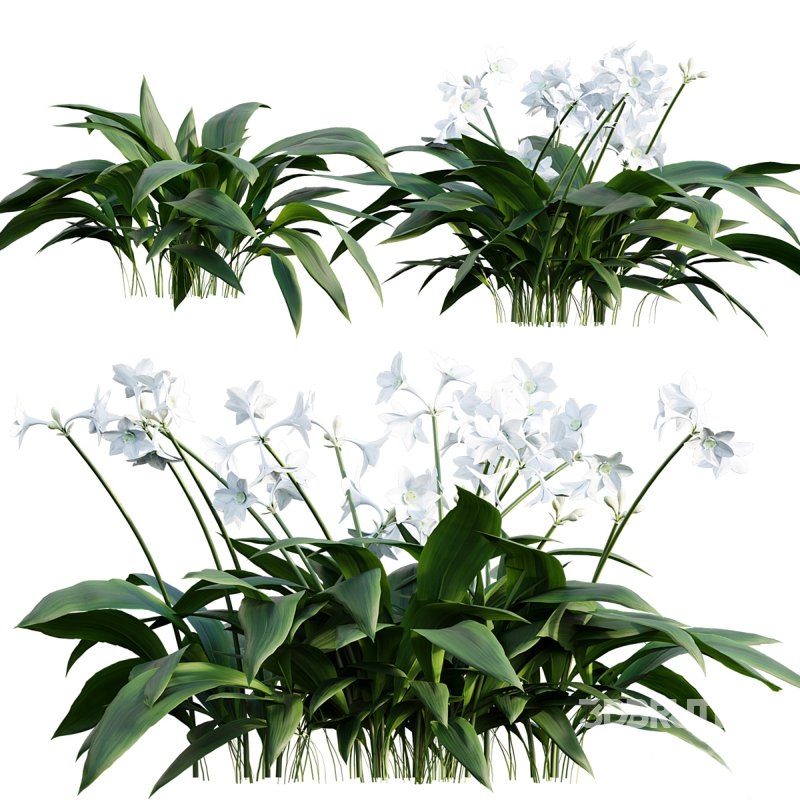 Eucharis grandiflora – Amazon Lily Image 1