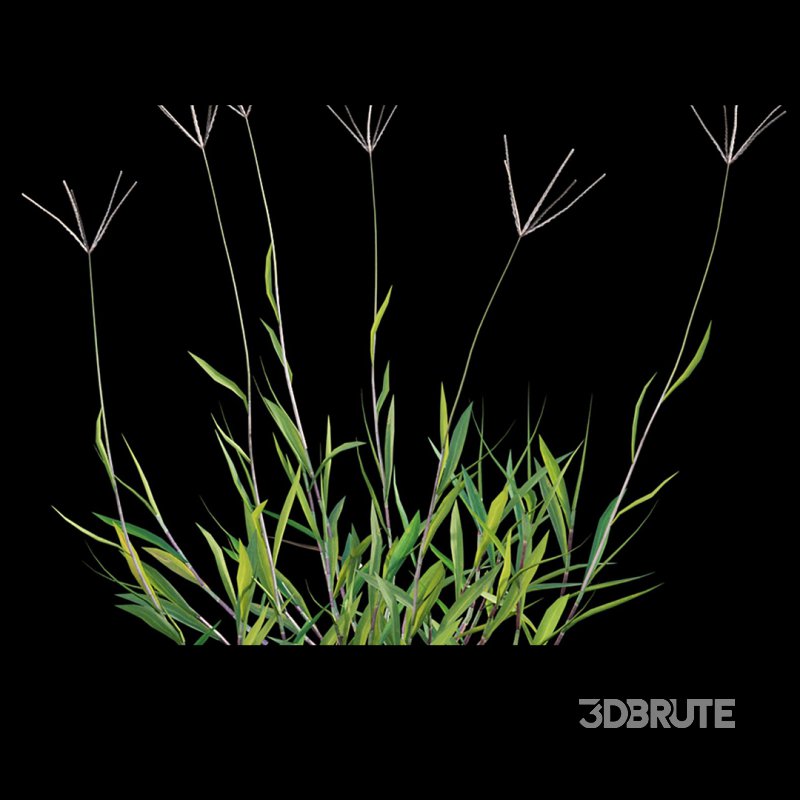 Cynodon dactylon – set 02 Image 4