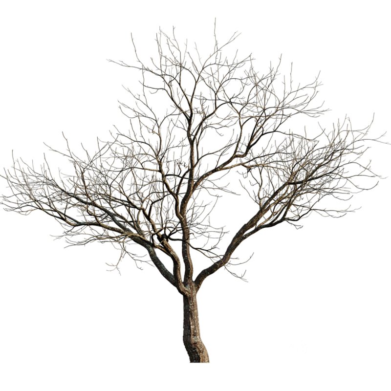 Prunus persica – Peach trees – Nectarine trees – Winter Image 3