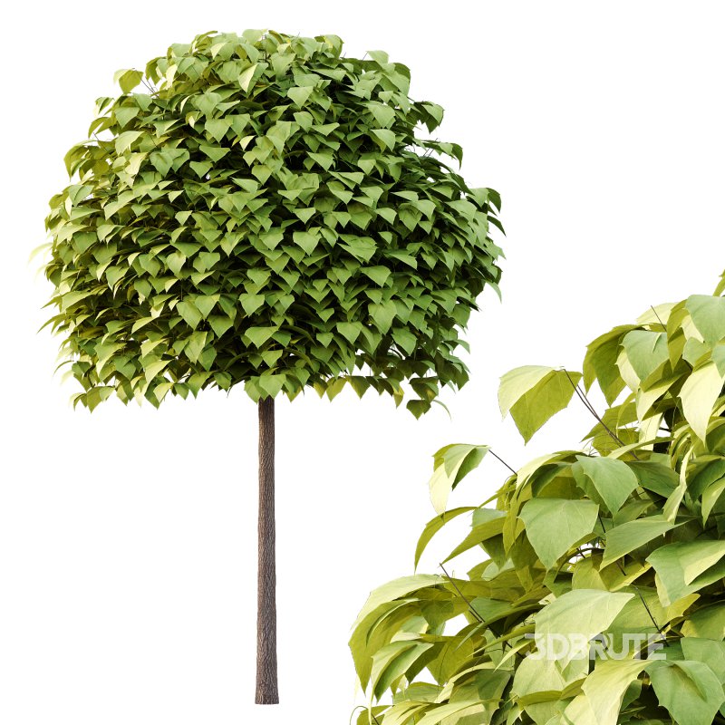 Catalpa Ovata Tree 02 Image 5