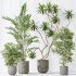 AV Indoor plants set 188 Mission Kalamata Leccino Arbequina Olive and Ficus Cyathistipula and Mountain Kentia Palm - Thumbnail 5