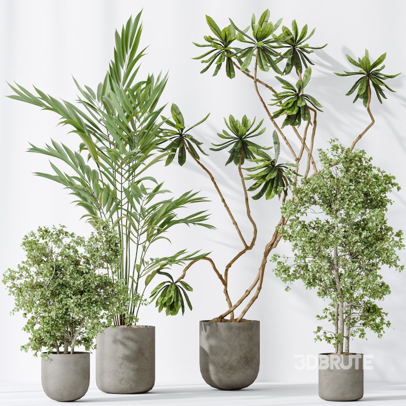 AV Indoor plants set 188 Mission Kalamata Leccino Arbequina Olive and Ficus Cyathistipula and Mountain Kentia Palm Image 5