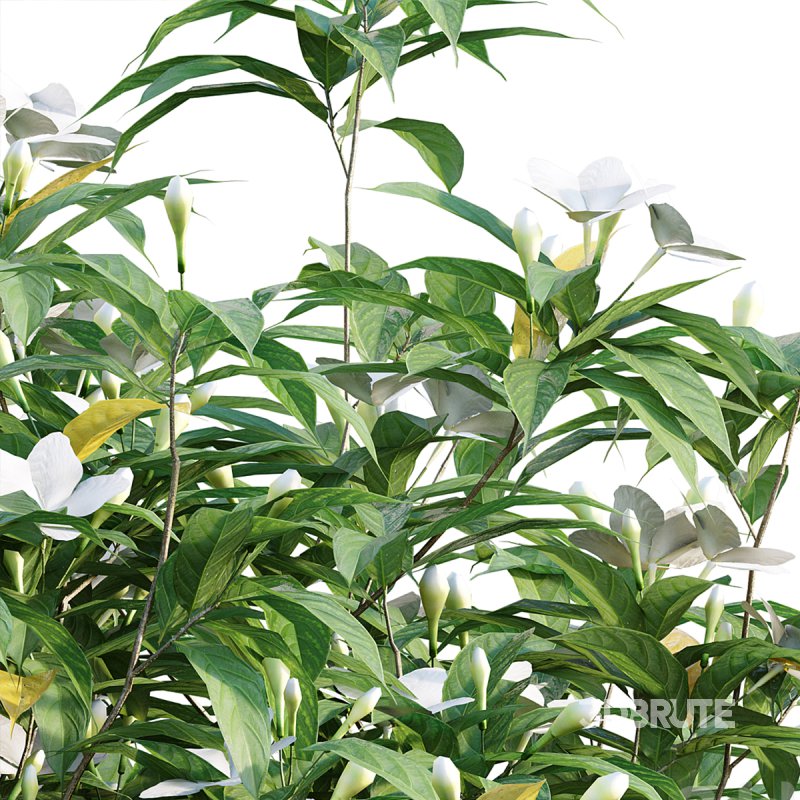 Wrightia antidysenterica Image 2