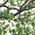 Allamanda cathartica – Golden Trumpet - Thumbnail 2