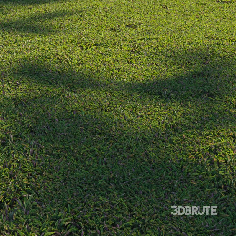 Axonopus compressus_cut_02 Image 2