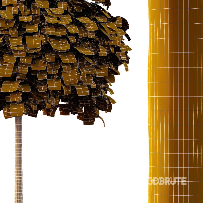 Catalpa Ovata Tree 02 Image 4