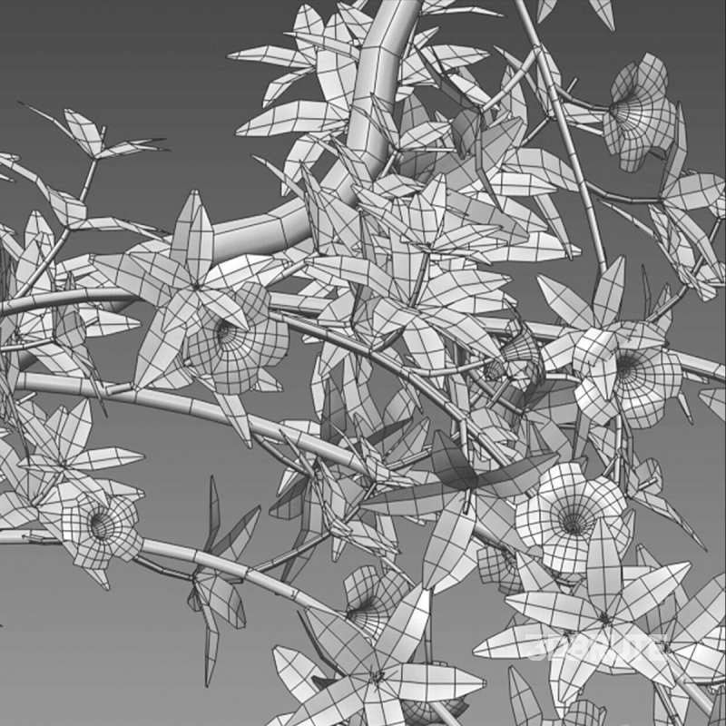 Allamanda cathartica – Golden Trumpet Image 6