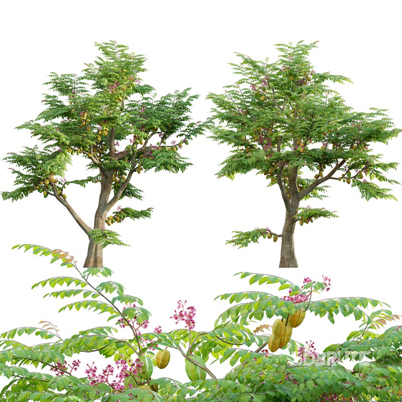 Averrhoa carambola – Starfruit tree 01 Image 1