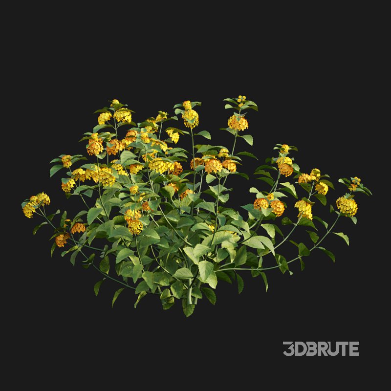 Lantana camara 02 Image 2