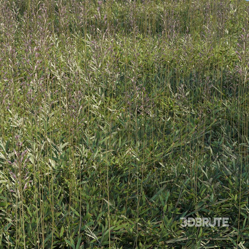 Chrysopogon aciculatus 01 Image 2