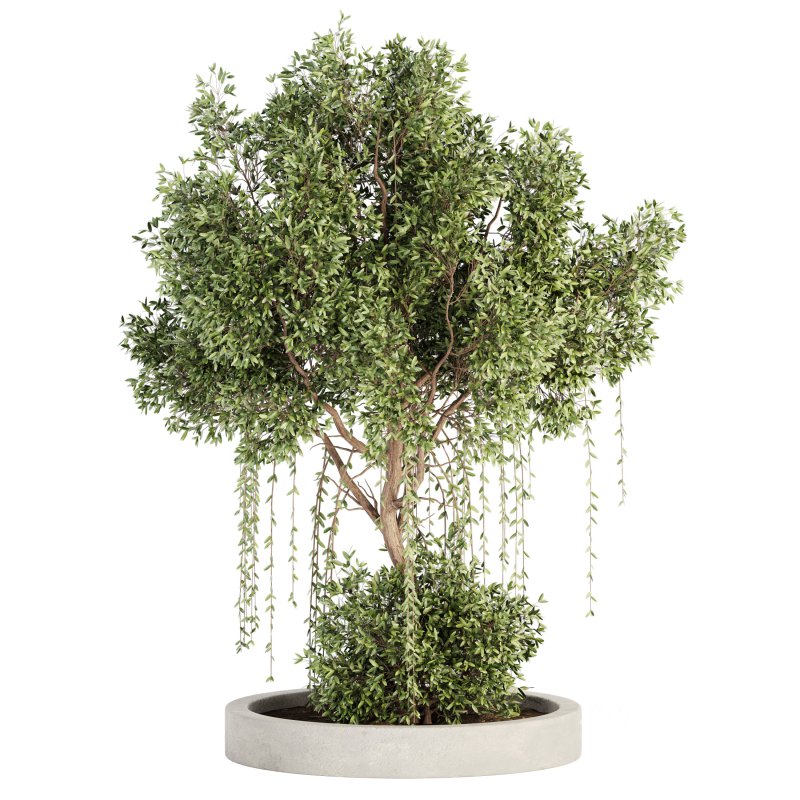 Outdoor Plant Set 014 Image 1