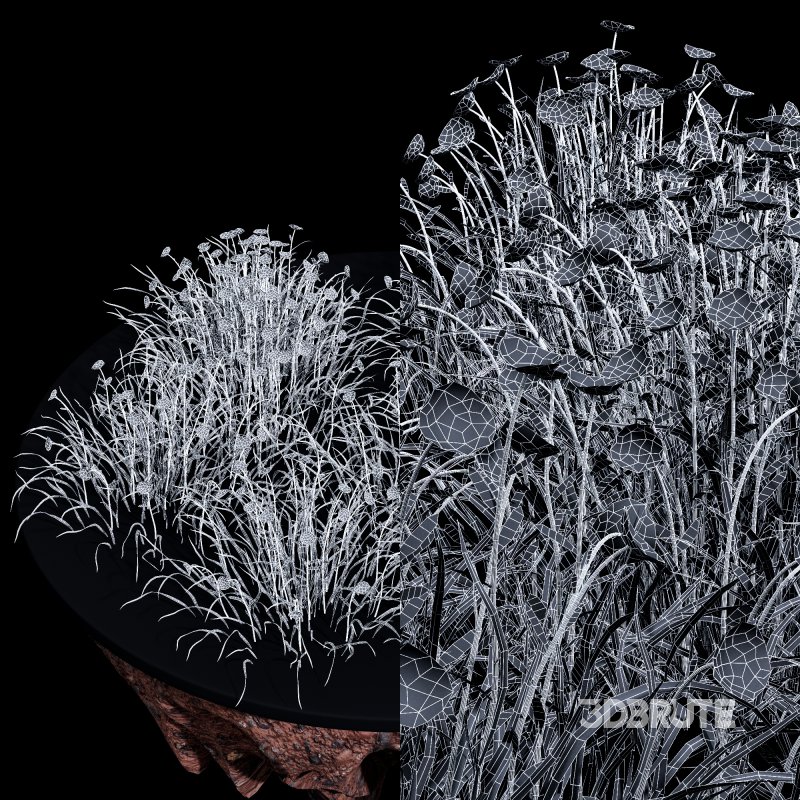 AV Spring flowering grasses Fringe lily and Libertia Grandiflora Image 16