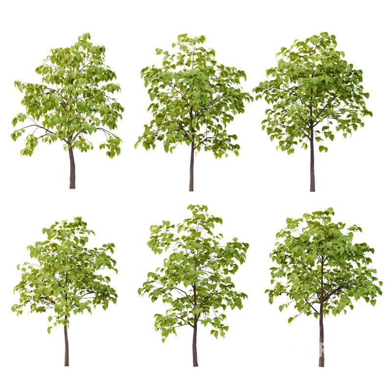 Catalpa Ovata Tree 03 Image 2