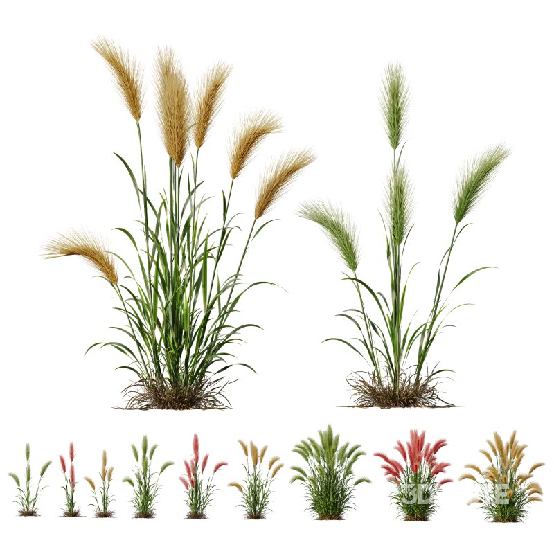 AV 11 different Grasses Image 6