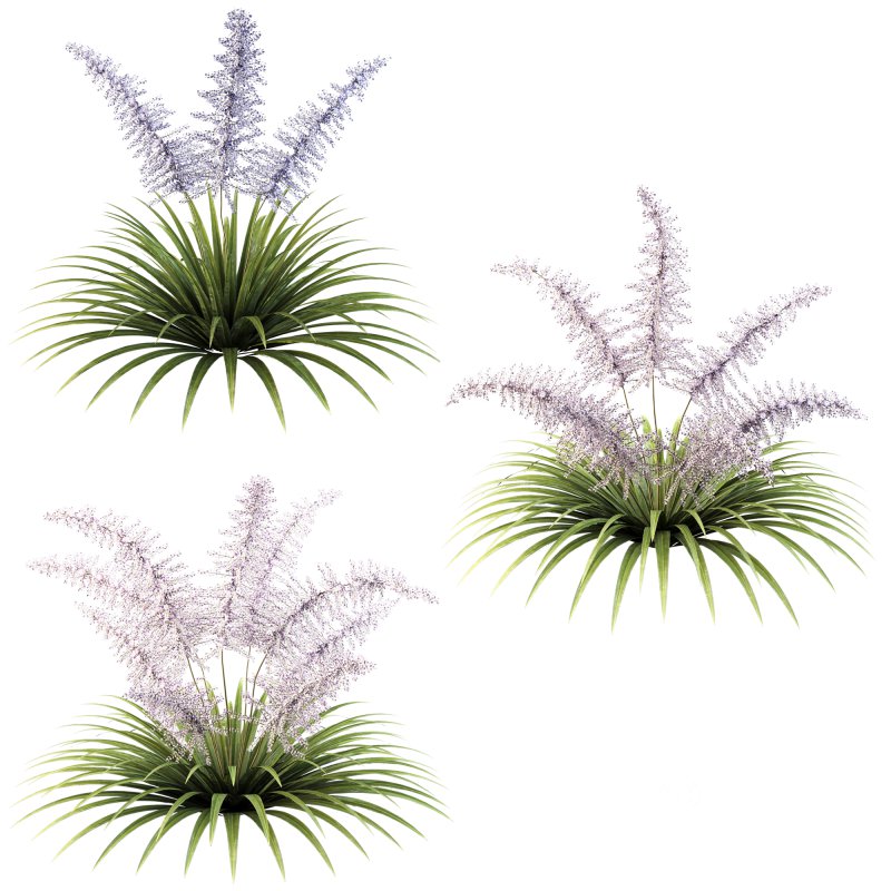 Lush garden shrub Image 2