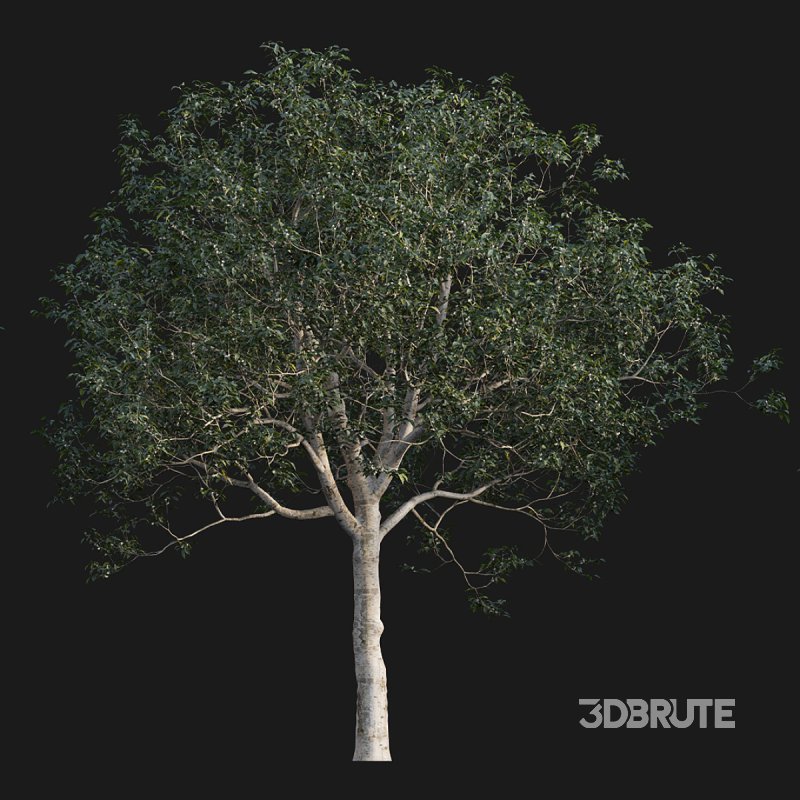 Osmanthus fragrans Image 1