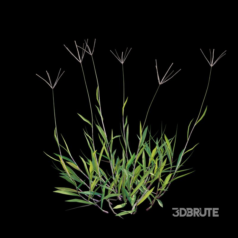 Cynodon dactylon – dry 02 Image 4