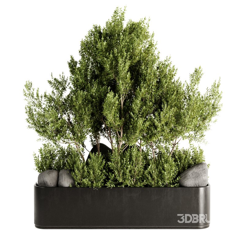 Indoor plants-Pot and tree set168 Image 3