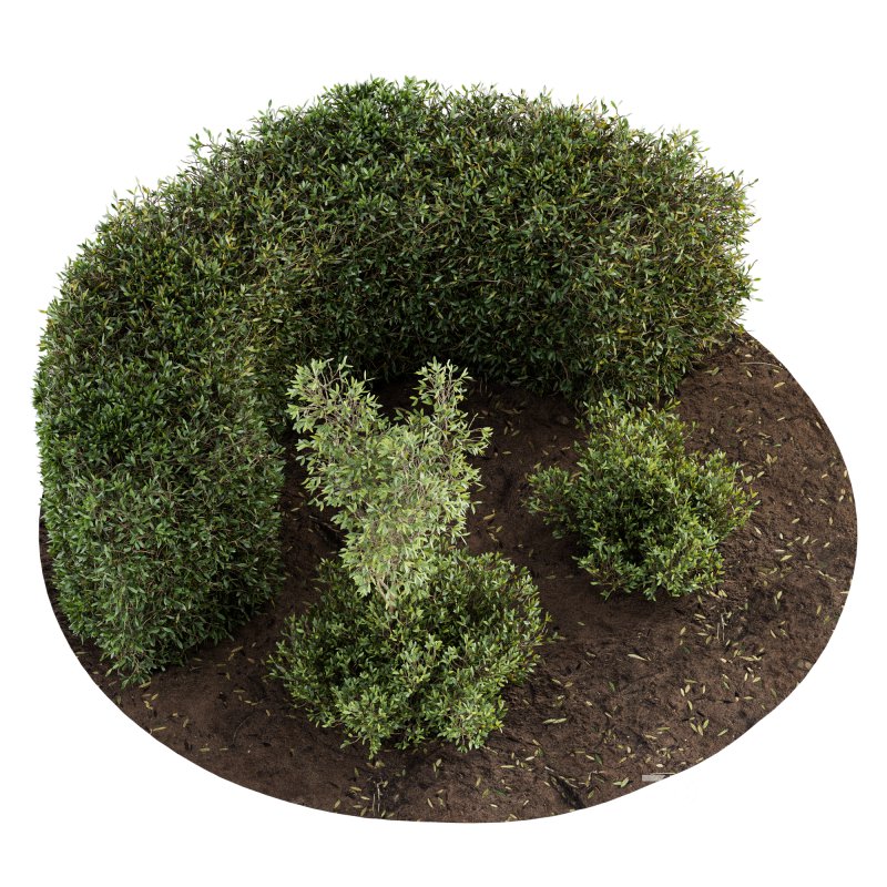 Outdoor Plant Set 08 Image 4