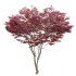 Japanese maple – Acer palmatum 01 - Thumbnail 5
