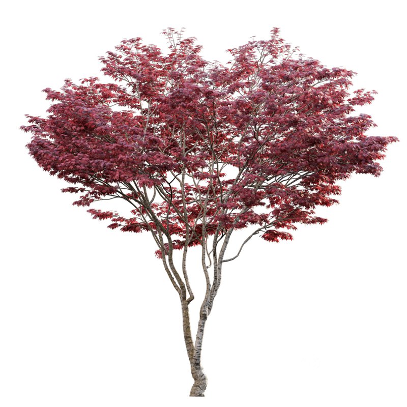 Japanese maple – Acer palmatum 01 Image 5