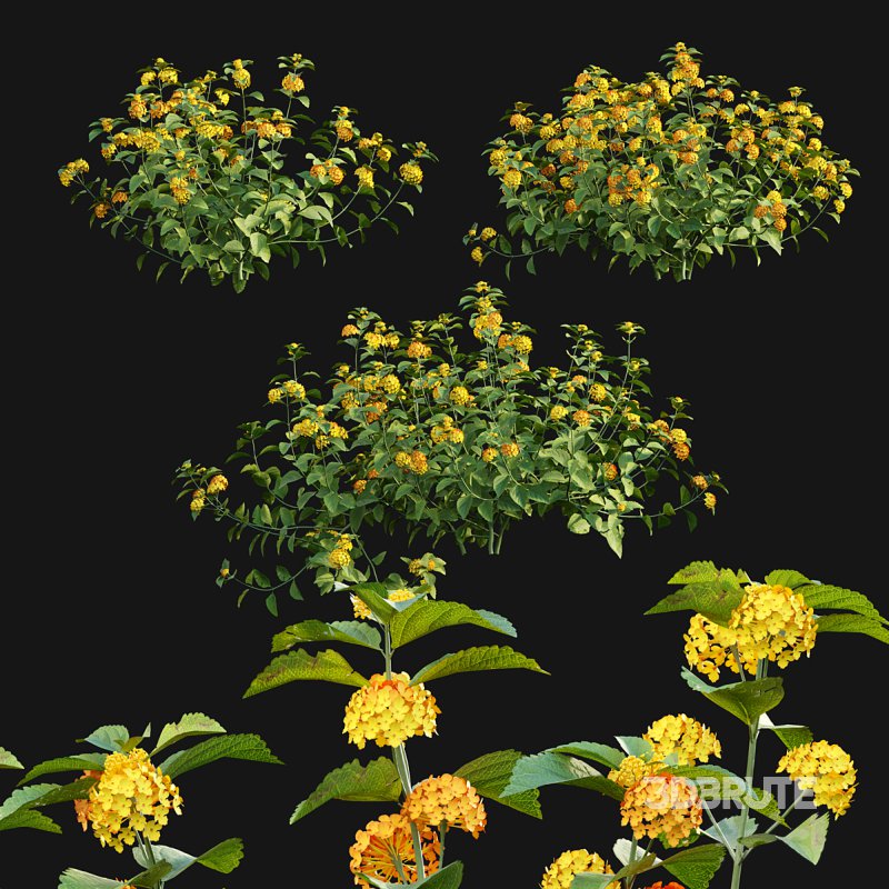 Lantana camara 02 Image 1