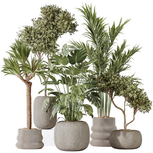 AV Indoor plants set 183 Olive Tree and Yucca Elephantipes Gigantea and Areca Palm and Giant Monstera Deliciosa