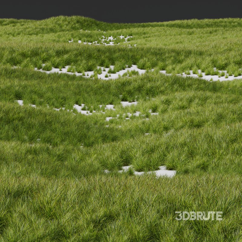 AV 6 different Grasses Pennisetum Alopecuroides Lampenputzergras Fountain Hameln and Carex Elata Aurea Image 5