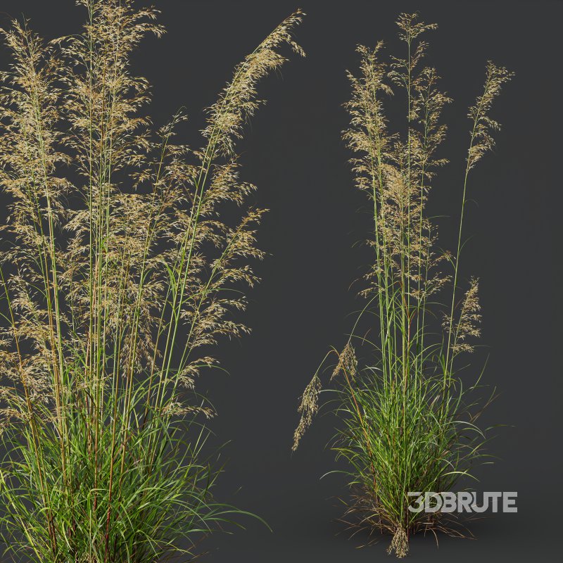 AV Celtica Gigantea Stipa Golden Oats and Calamagrostis Acutiflora Karl Foerster grasses Image 3