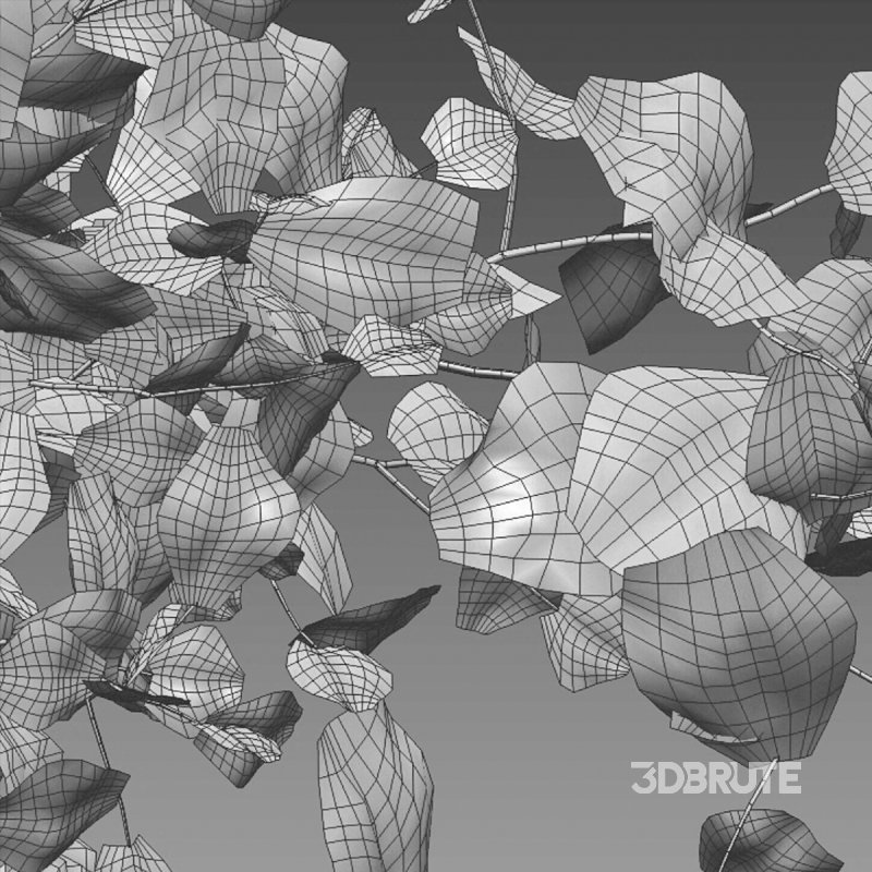 Rubus fruticosus – Blackberry 02 Image 5