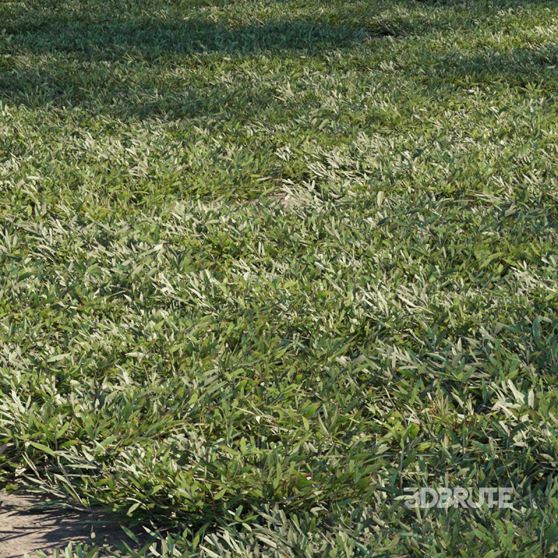 Chrysopogon aciculatus – cut Image 1