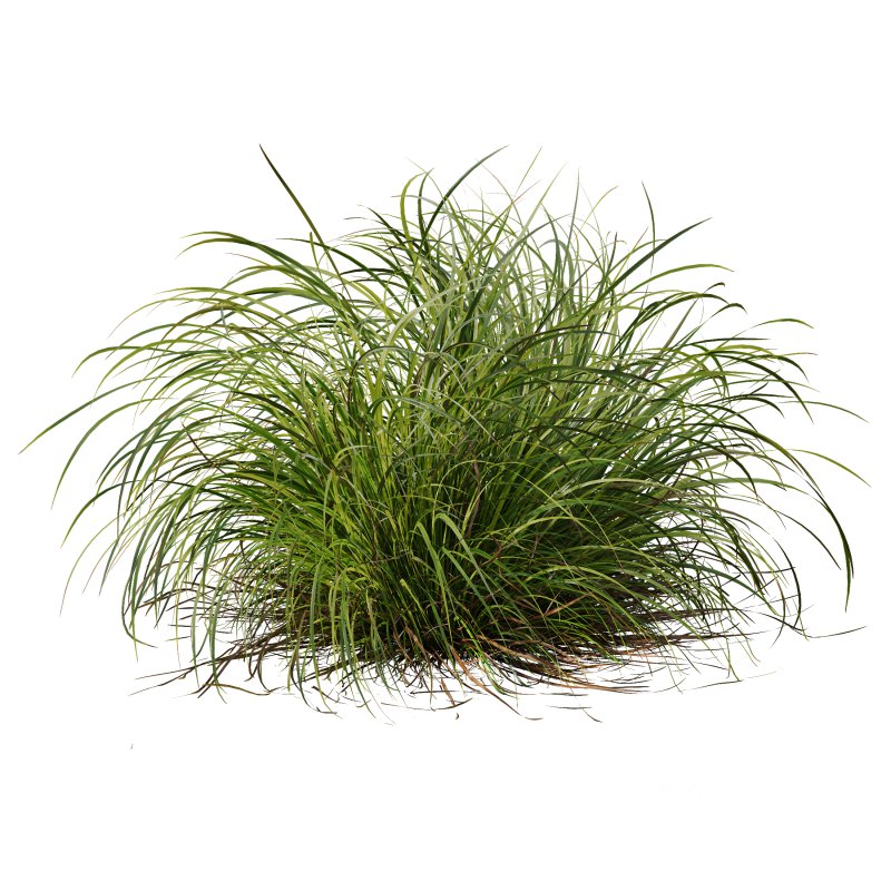 AV 6 different grasses Pennisetum Alopecuroides Lampenputzergras Fountain Hameln and Carex Elata Aurea Grass Version2 Image 3