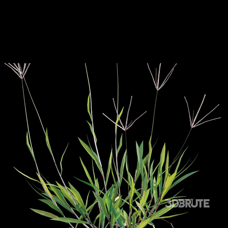 Cynodon dactylon – set 02 Image 9