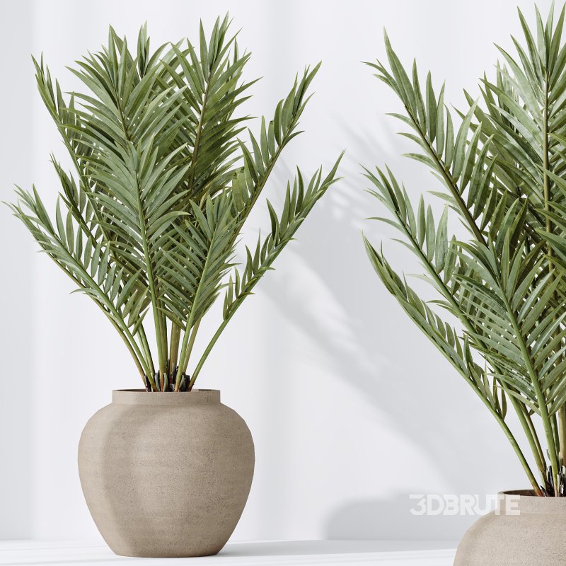 AV Indoor plants set 185 Olive Elegant Mission and Mandarin Citrus Fruit Orange Tree and Areca Palm and Ravenala Banana Strelitzia Nicolai Image 7