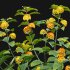 Lantana camara 02 - Thumbnail 5
